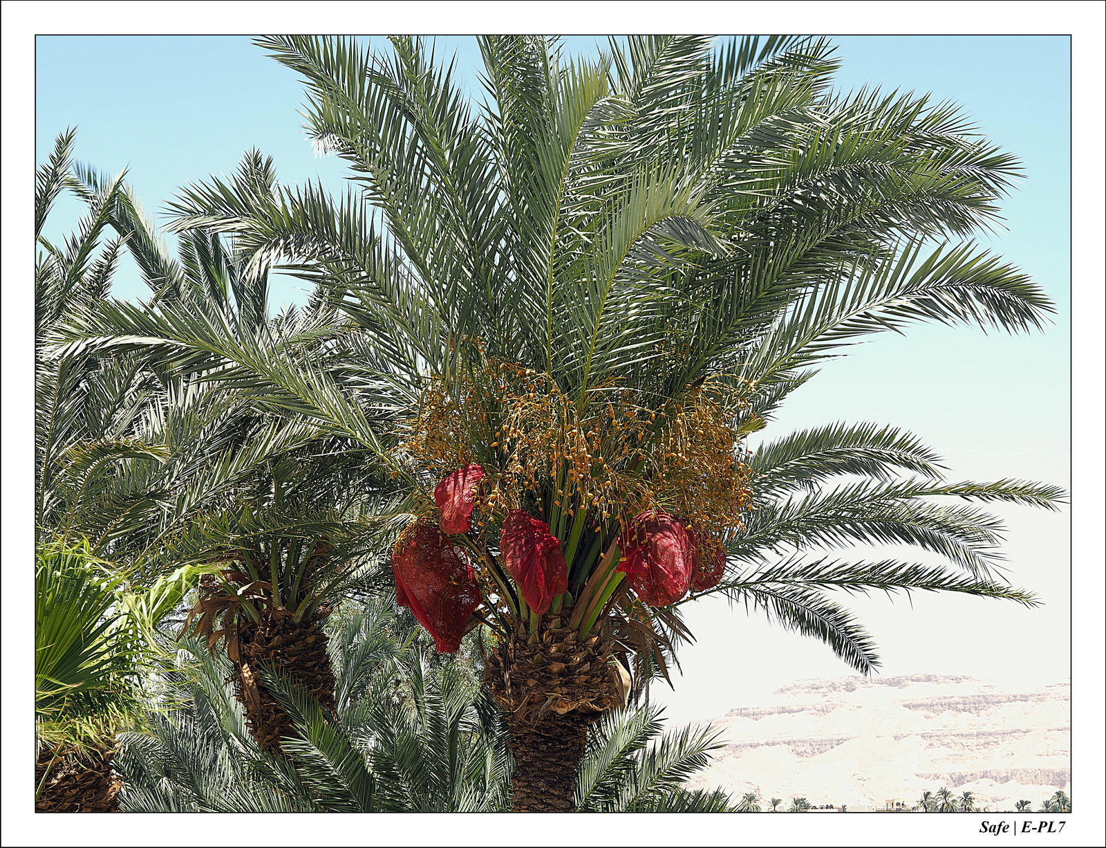 Louxor - Juillet 2021 - 103